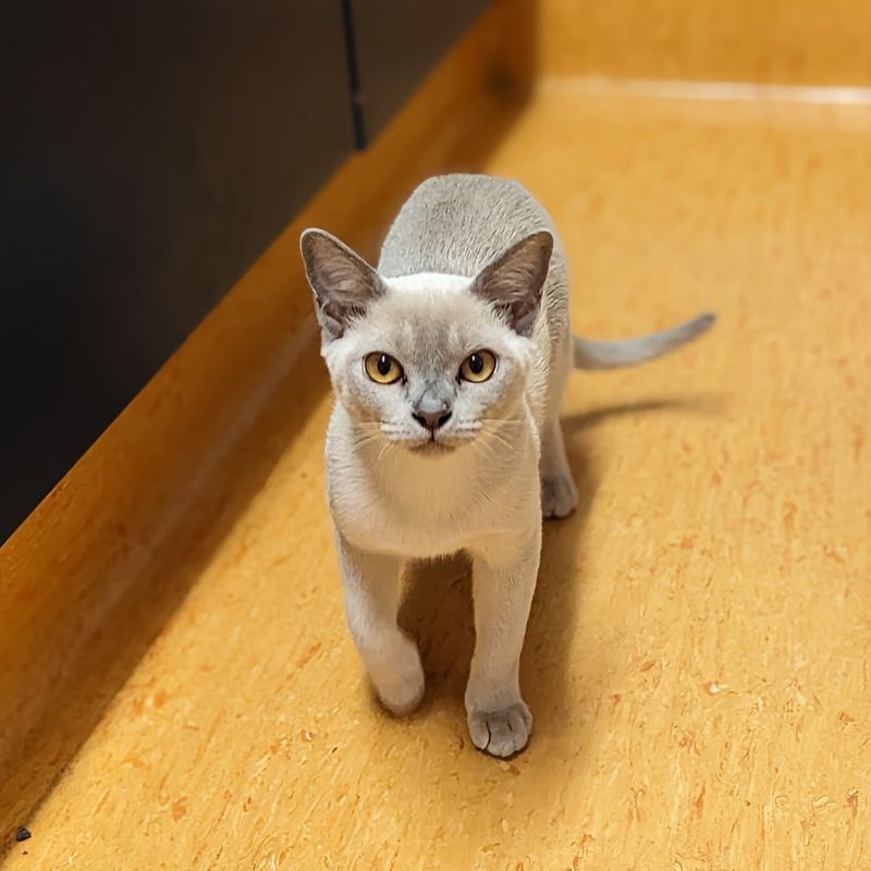 Burmese - Coco