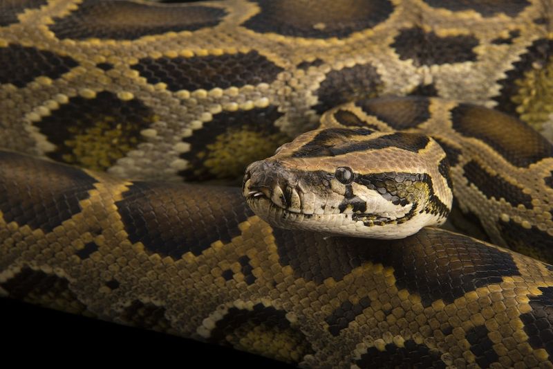 Burmese Python