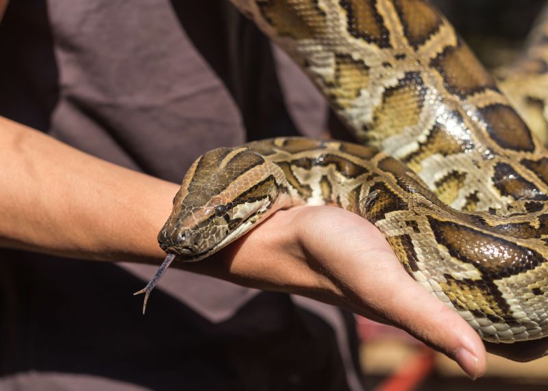 Burmese Python