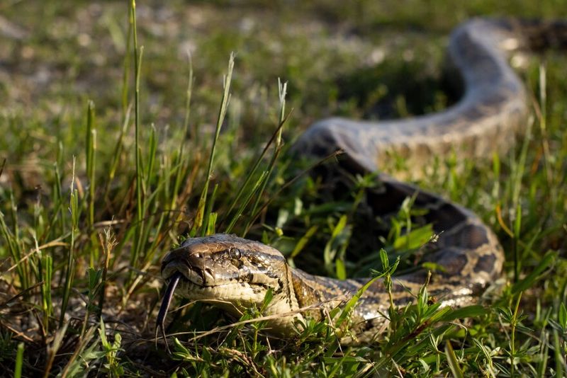 Burmese Python