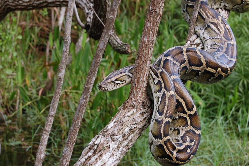 Burmese Python