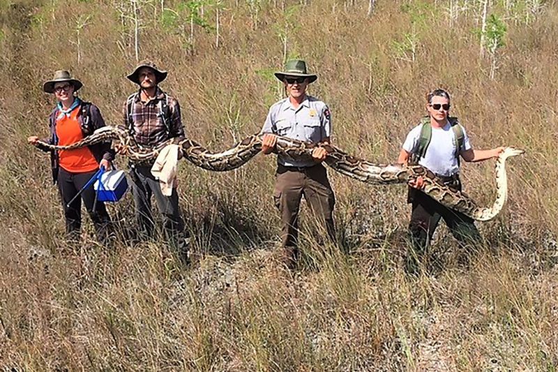 Burmese Pythons