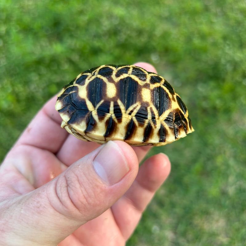 Burmese Star Tortoises