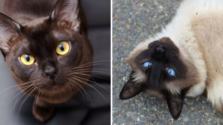 Burmese vs Siamese: 14 Key Traits That Set These Elegant Cats Apart