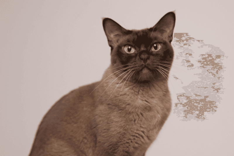 Burmese