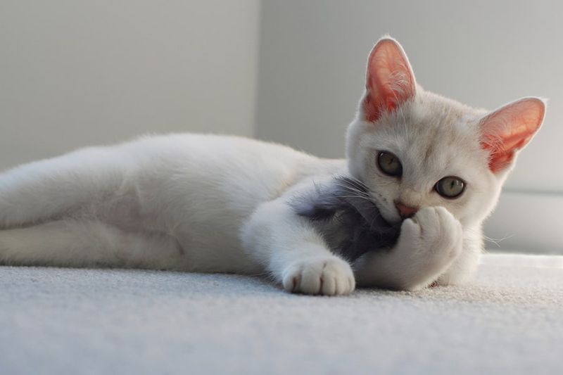 Burmilla