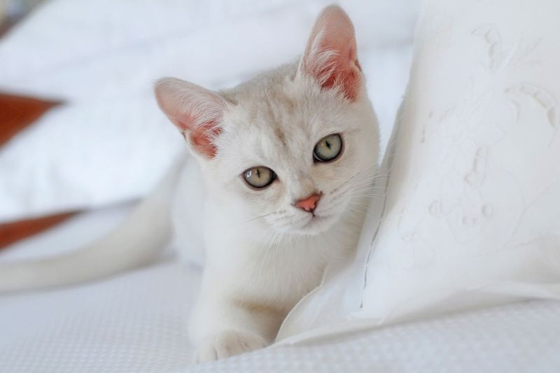 Burmilla - Whiskers