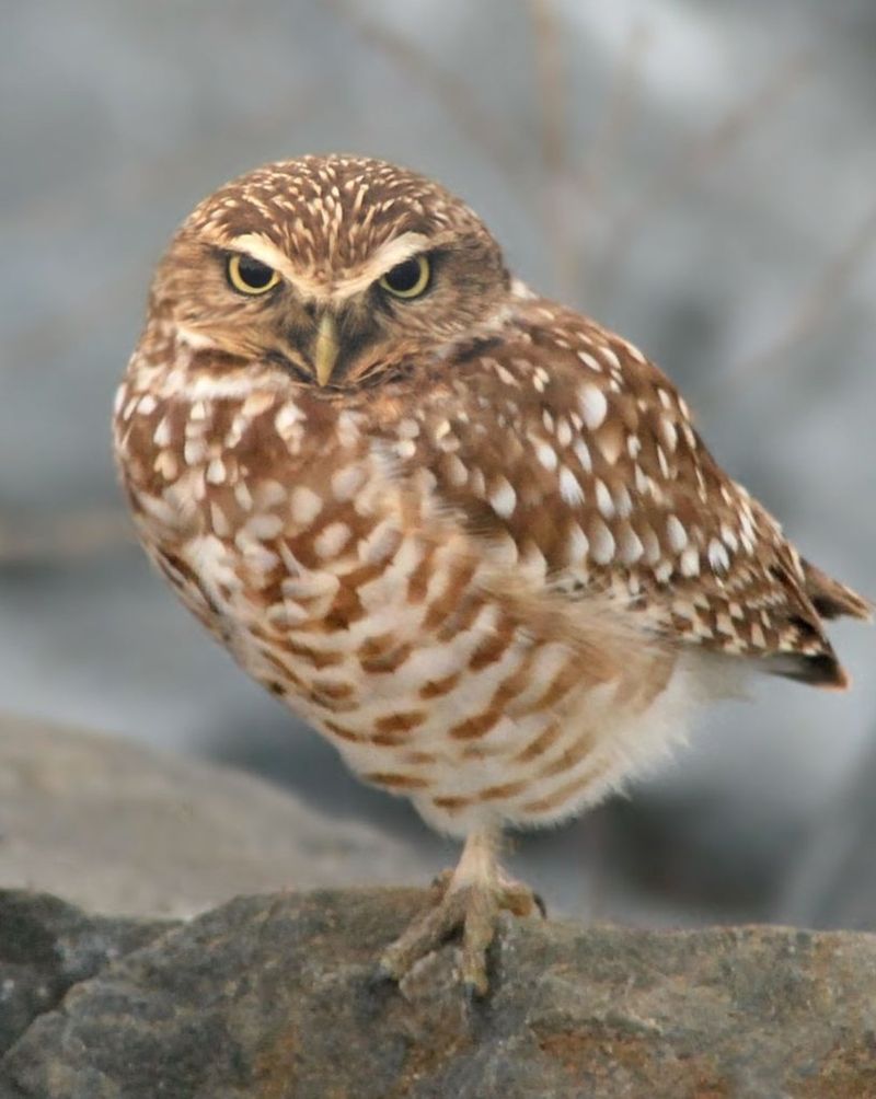 Burrowing Owl