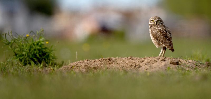 Burrowing Owl