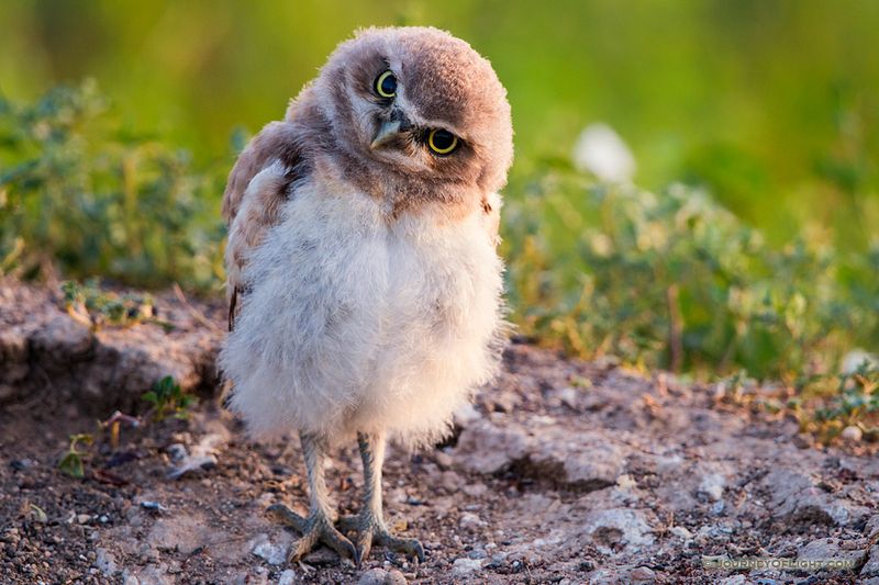 Burrowing Owls
