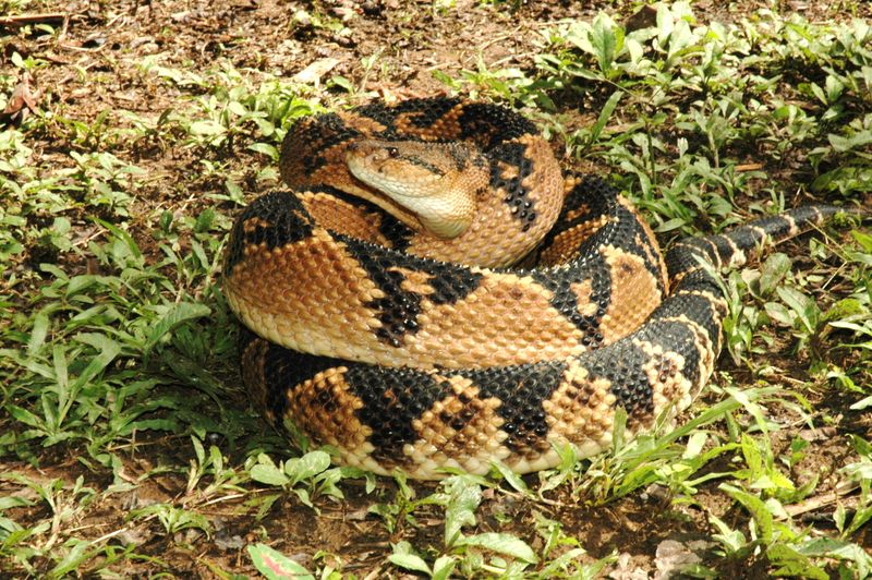 Bushmaster