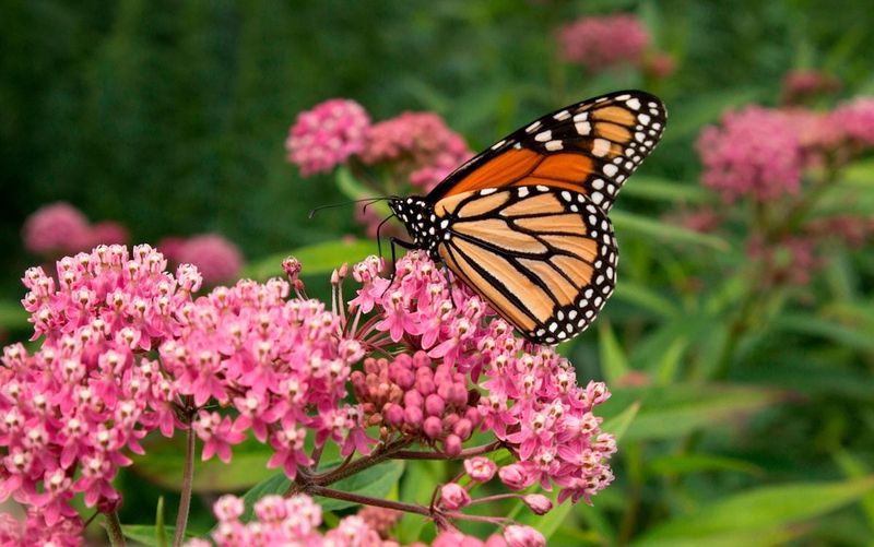 Butterflies