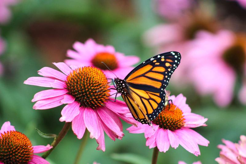 Butterflies