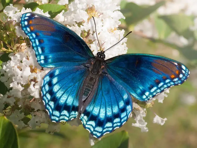 Butterflies and Souls