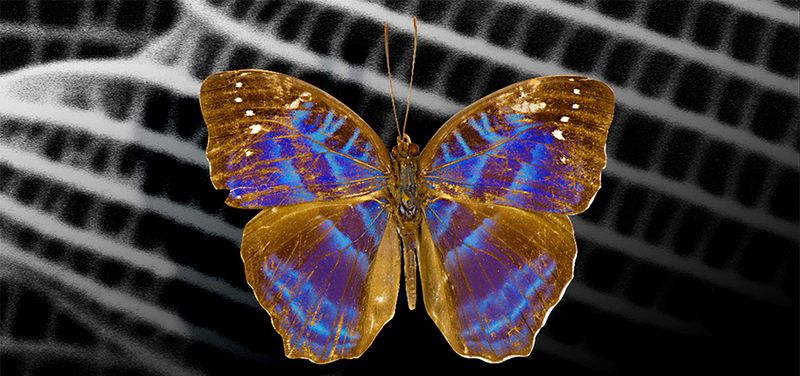 Butterflies and Structural Color