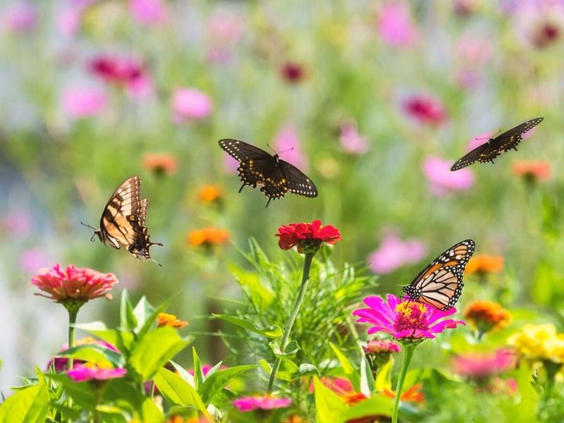 Butterflies