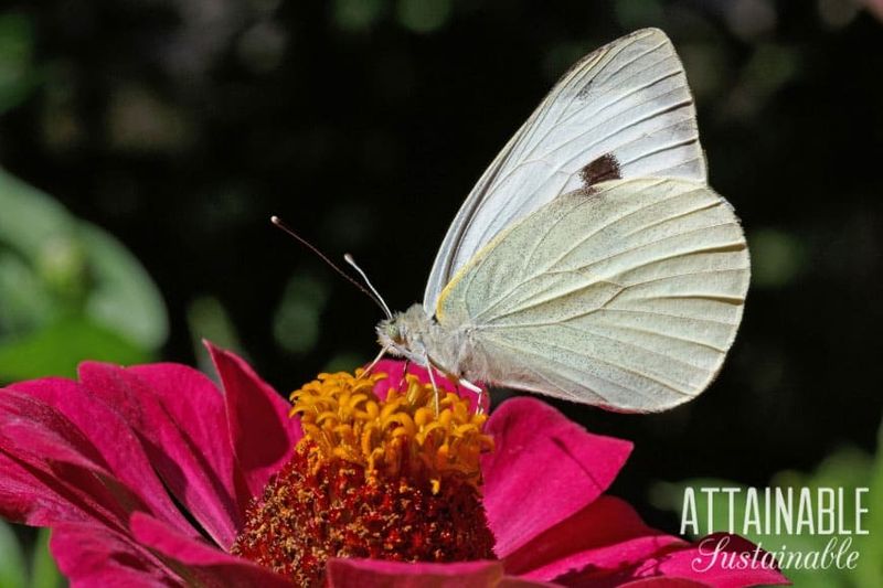 Cabbage White