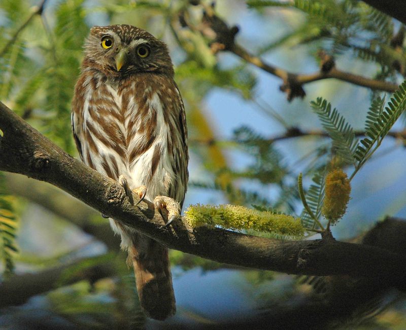 Cactus Ferruginous Pygmy Owl