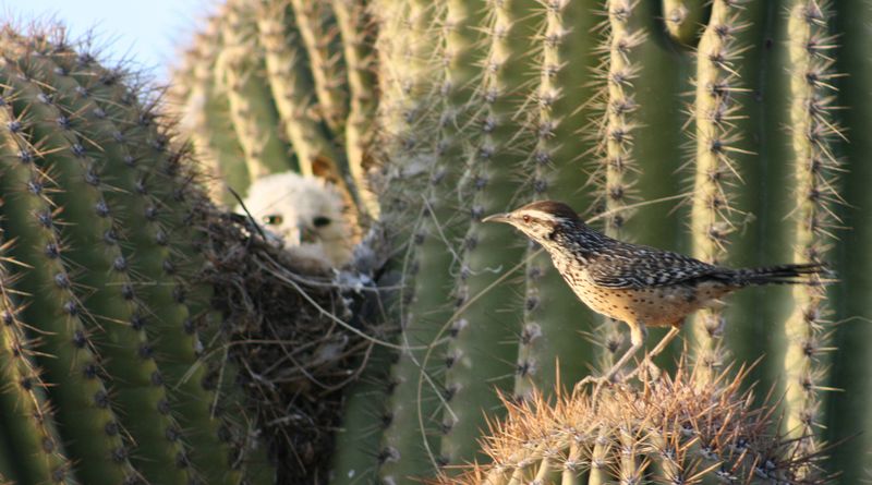 Cactus Wren