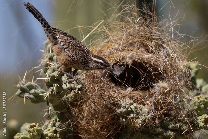 Cactus Wren