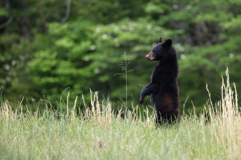 Cades Cove (part of Great Smoky Mountains National Park)