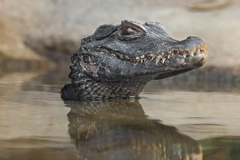 Caiman
