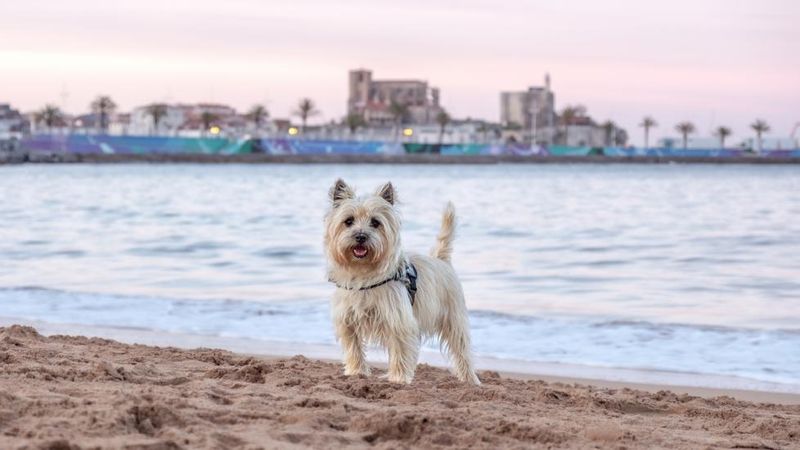 Cairn Terrier
