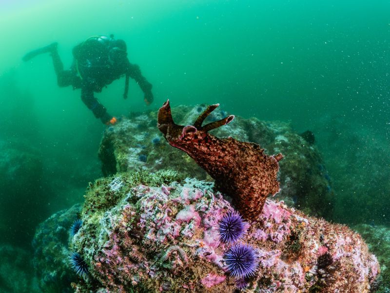 California, Channel Islands