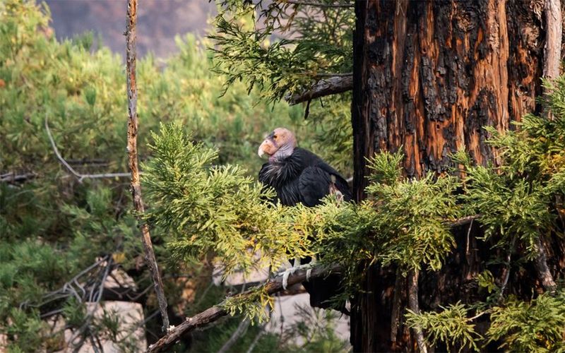 California Condor