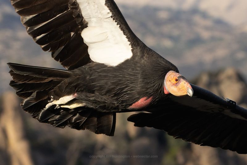 California Condor