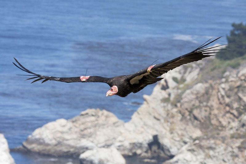 California Condor