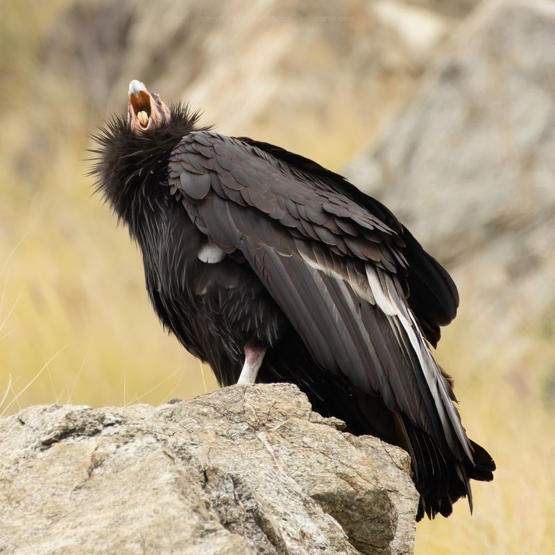 California Condor
