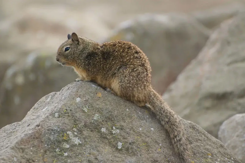 California Ground Squirrel