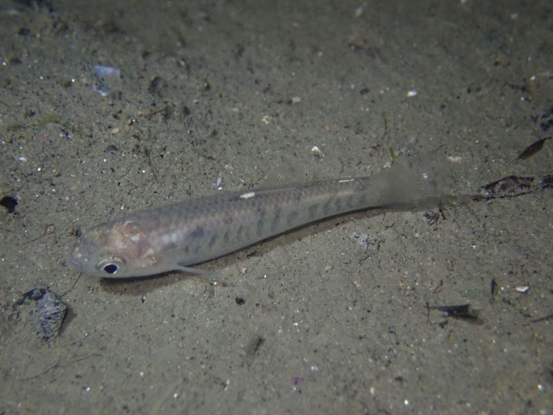 California Killifish