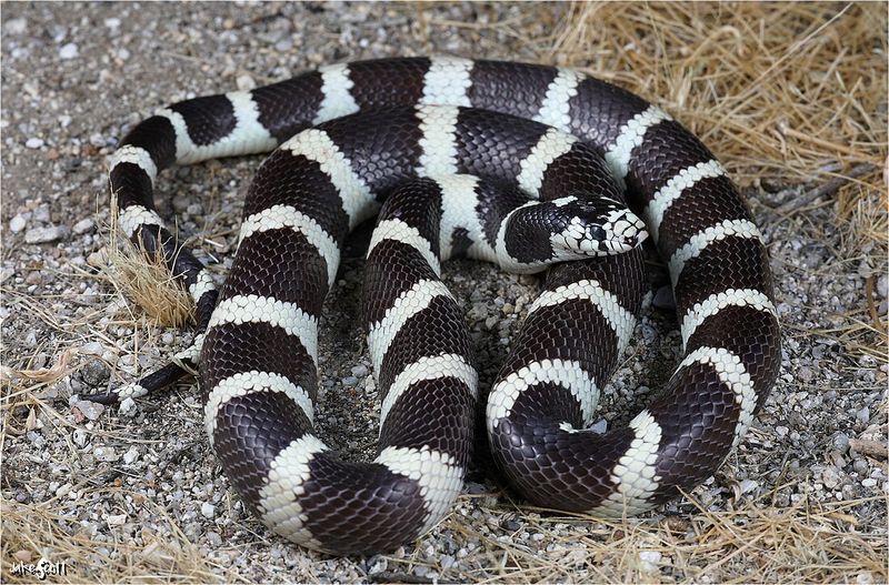 California Kingsnake
