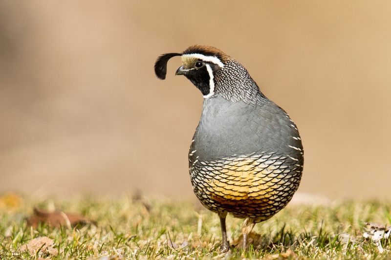 California Quail