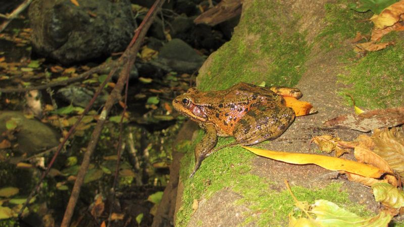 California Red-Legged Frog