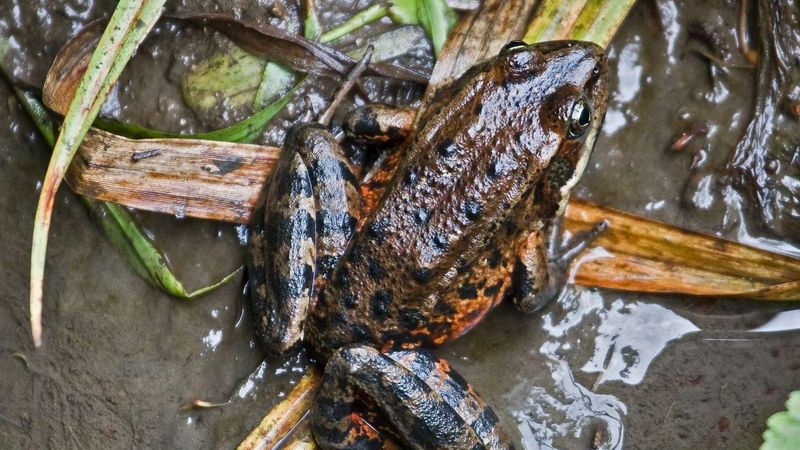 California Red-legged Frog