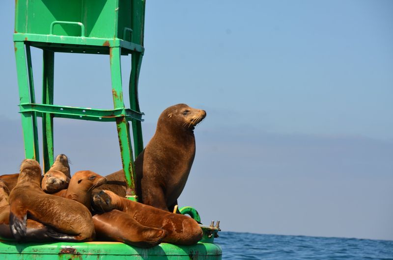 California Sea Lion