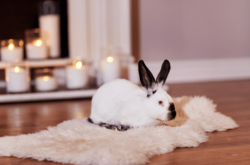 Californian Rabbit