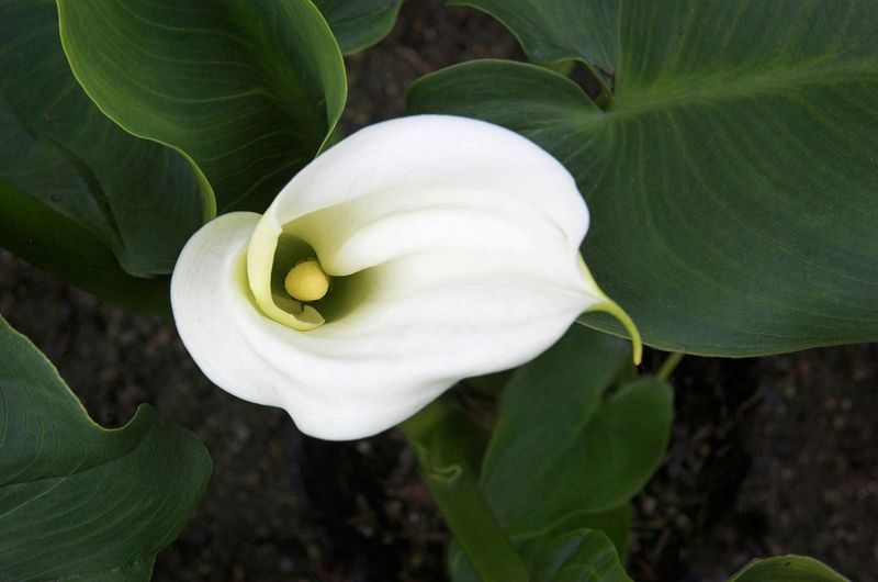 Calla Lily