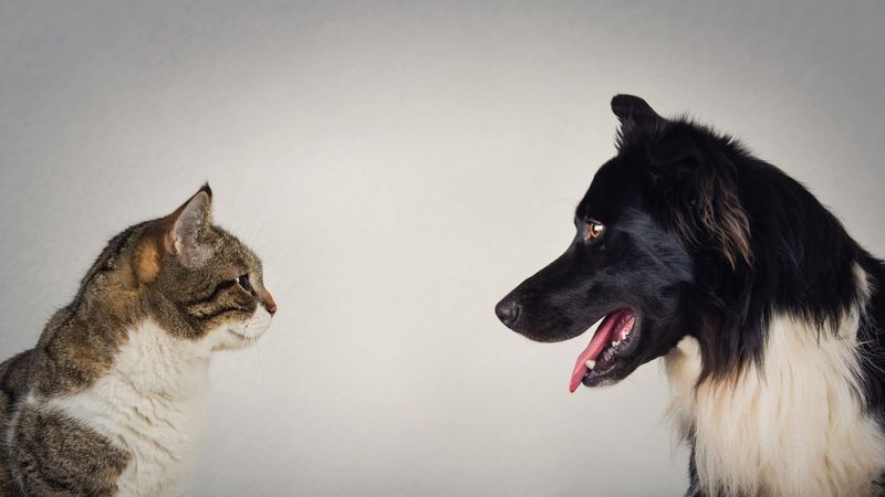 Calm Conflict Resolution