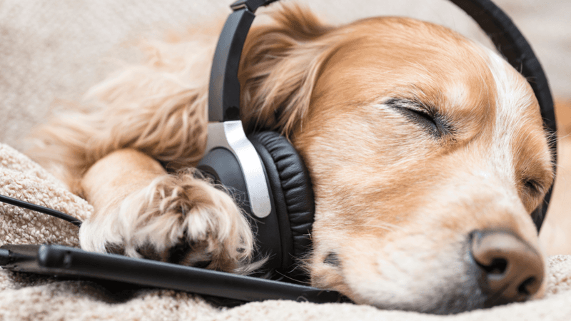 Calming Music Playlist