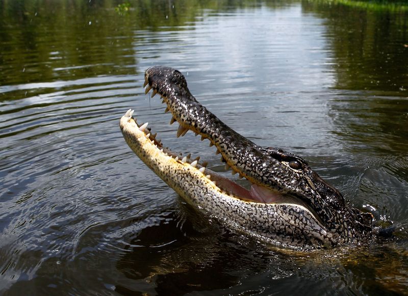 Caloosahatchee River, Florida