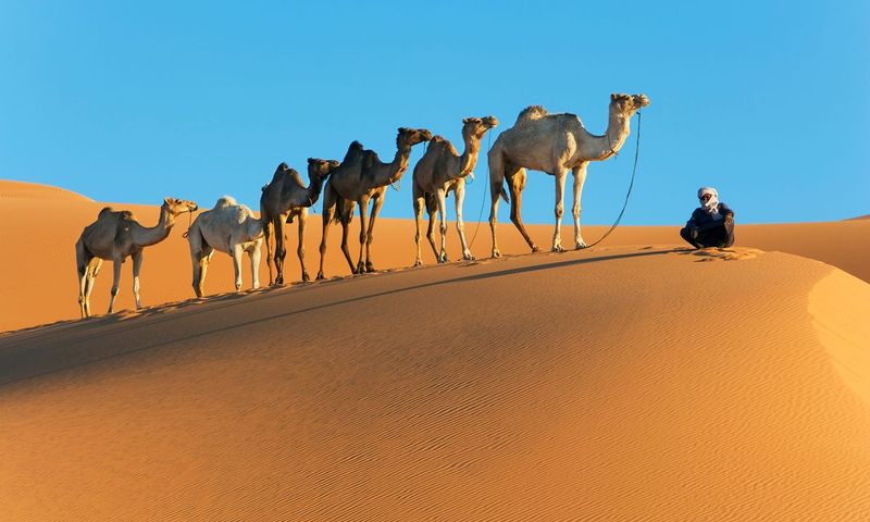 Camel