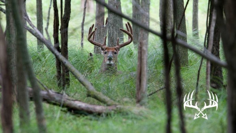 Camouflage Skills