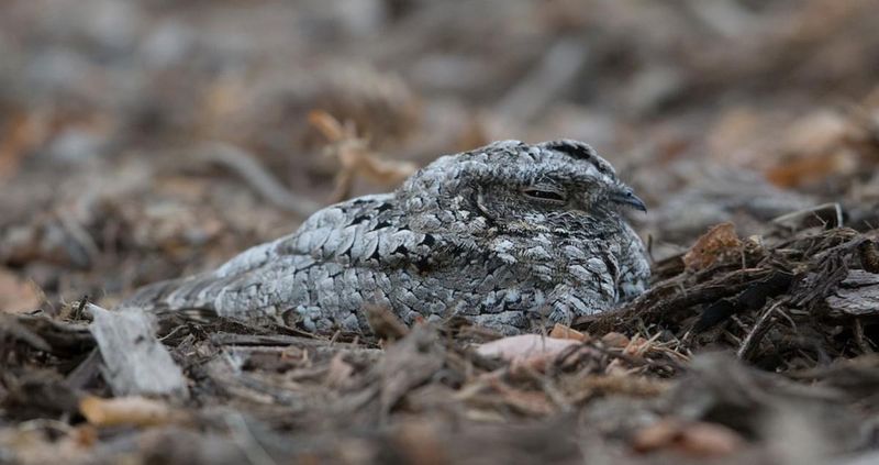 Camouflage of the Common Poorwill