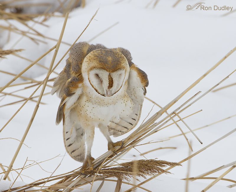 Camouflaged Plumage
