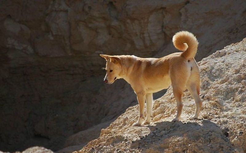 Canaan Dog