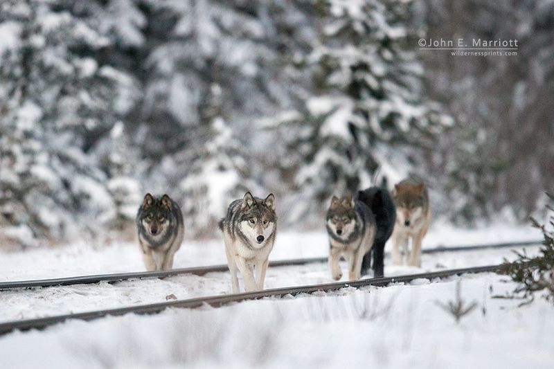 Canada's Banff Pack